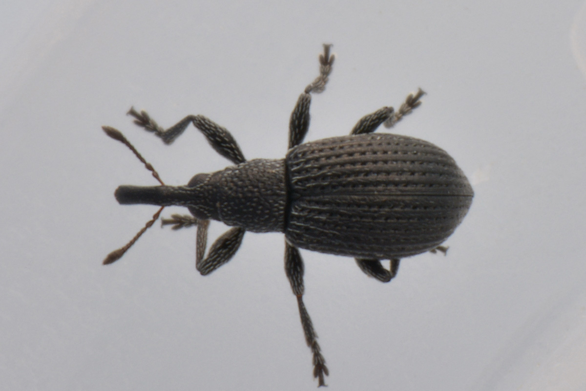 Apionidae:  Melanapion sp?  Sì, Melanapion minimum, femmina
